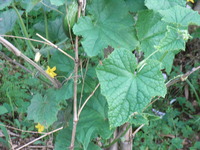 RIMG0239