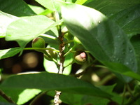 DSCF7505