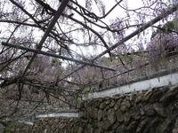 IMG_4456