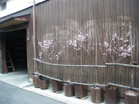 IMGP2237
