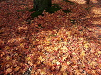 20141129_120406