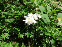 DSCF7613