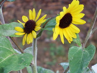 DSCF3269