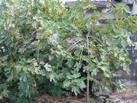 IMGP0368