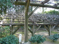 RIMG0815