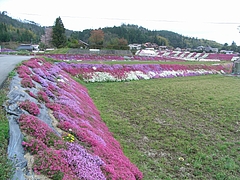 RIMG0008
