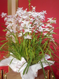 DSCN0431