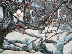 RIMG0273