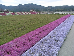 RIMG0034