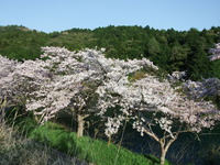 DSCF1296