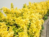DSCN8503
