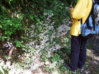 DSCF7317