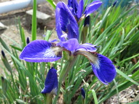 IMG_4557