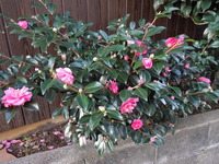 DSCN1231