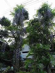 RIMG0031