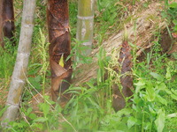 DSCN8895
