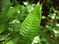 DSCF7362