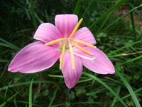 DSCF3447