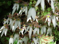 DSCF7316