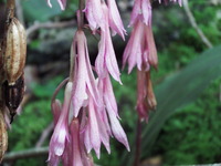 DSCF7456