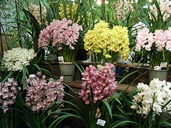 RIMG0665