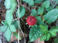 RIMG0246