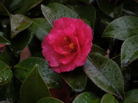 DSCN3005