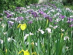 RIMG0855