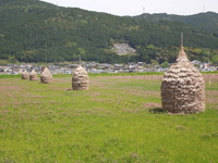 DSCN8806