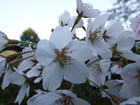 DSCF1416