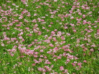 DSCN8813