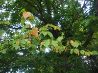 IMGP0315