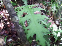 DSCF7391