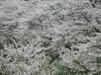 DSCF0974