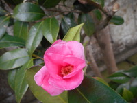 DSCN0553