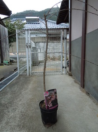 DSCN9988