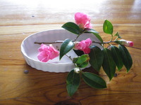 IMGP1359
