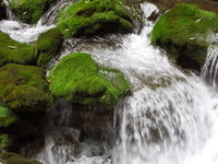 DSCN5767
