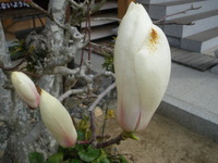 IMGP2278