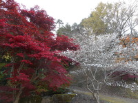 DSCN9981