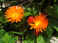 DSCN8783