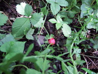 DSCF7333