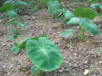 RIMG0244