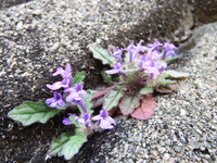 DSCF1203