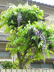 IMGP2313