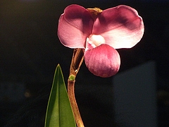 RIMG0348