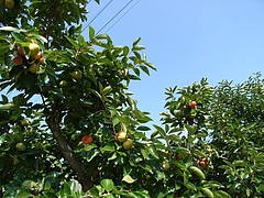 RIMG0089