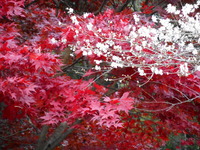 DSCN9982