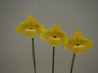 DSCN9955