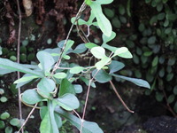 DSCF7622